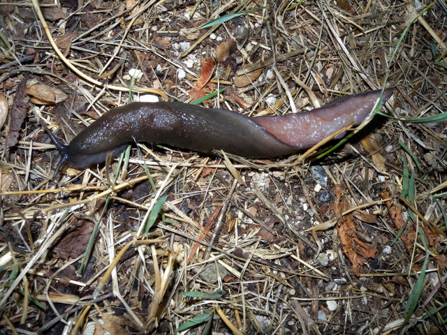 Limax corsicus gruppo da Visso (Mti. Sibillini)